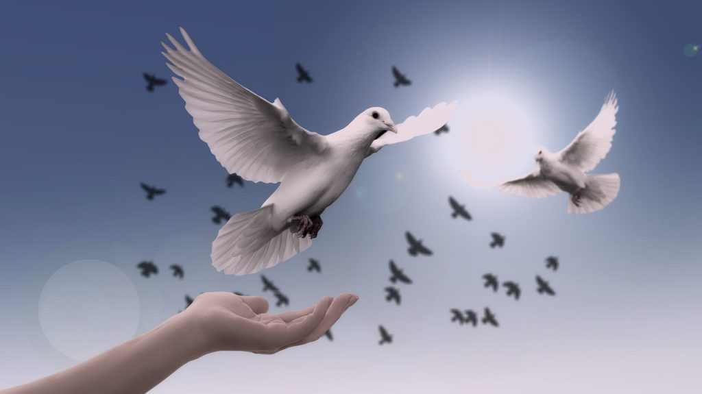 dove, peace, nature-3426187.jpg